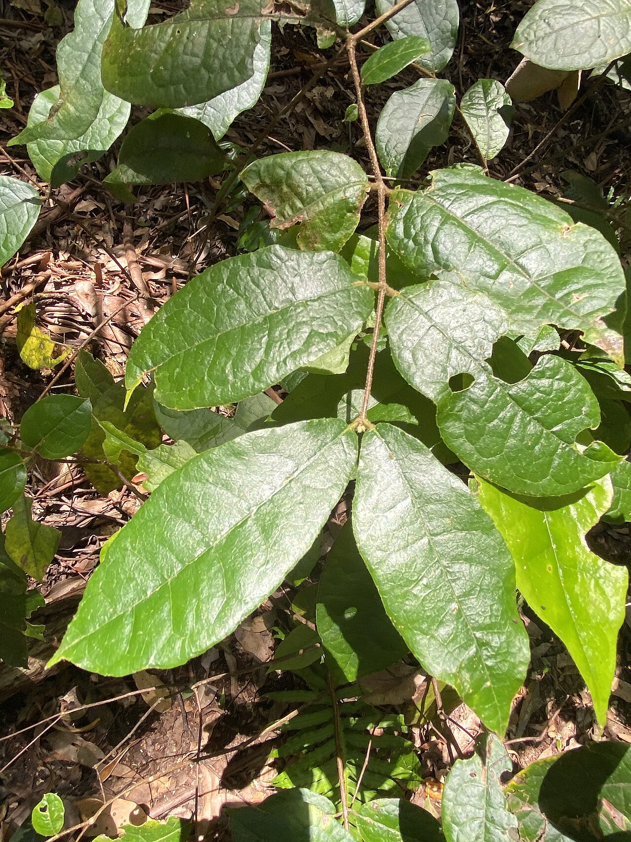 Palmeria racemosa: Palmeria racemosa. Species of plant.