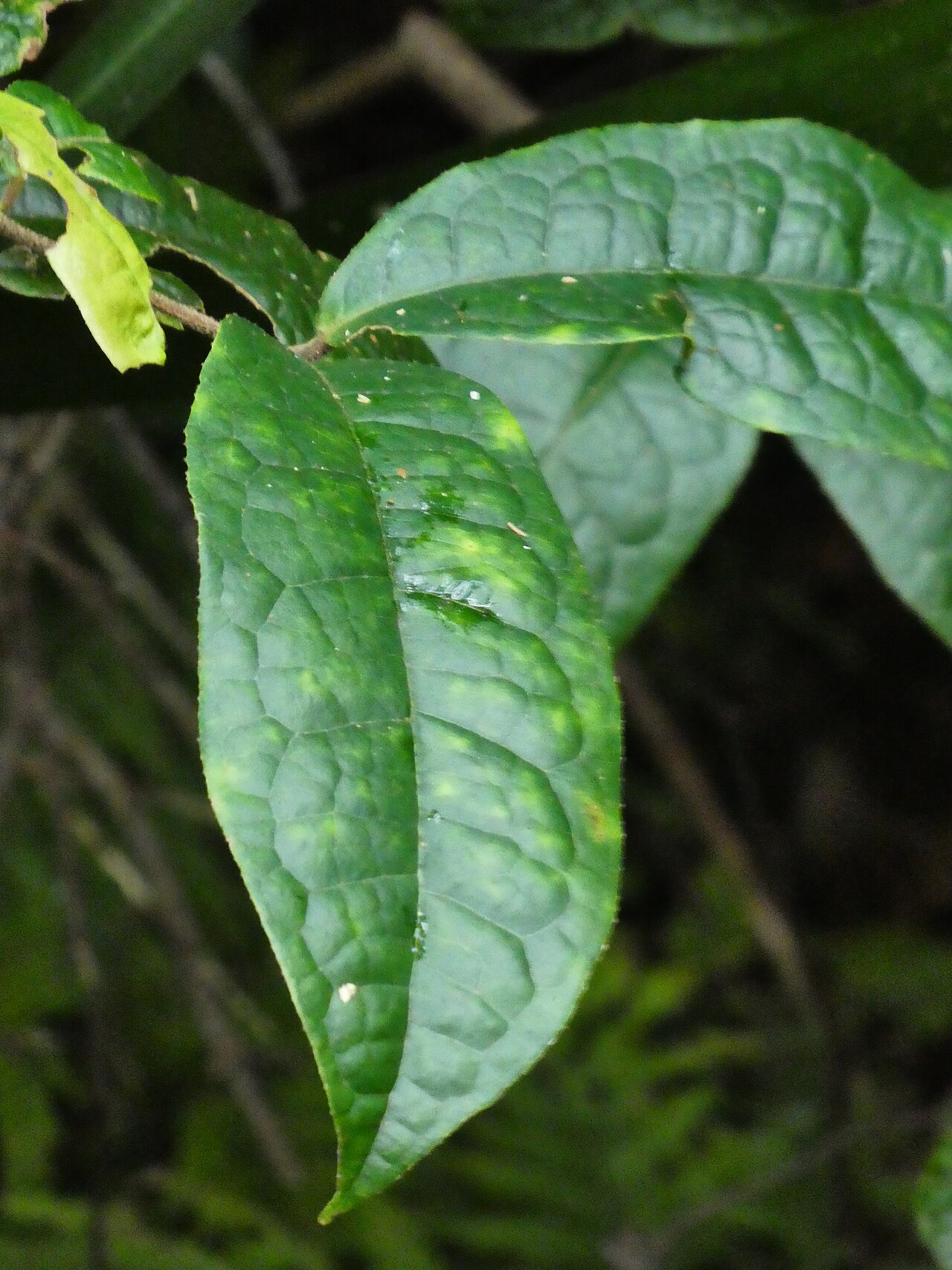 Palmeria racemosa: Palmeria racemosa at Budderoo National Park