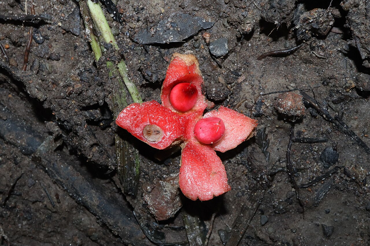 Palmeria racemosa: Anchor vine ( Palmeria racemosa ) in Australia
