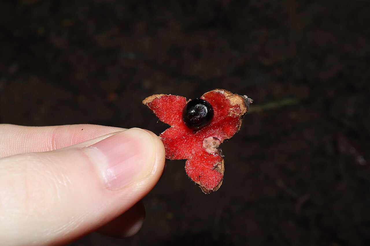 Palmeria racemosa: Anchor vine ( Palmeria racemosa ) in Australia