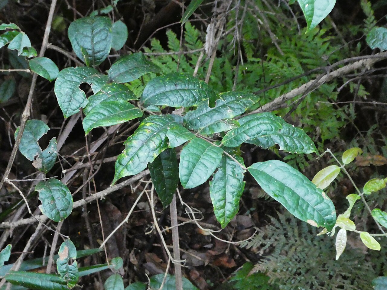 Palmeria racemosa: Palmeria racemosa at Budderoo National Park