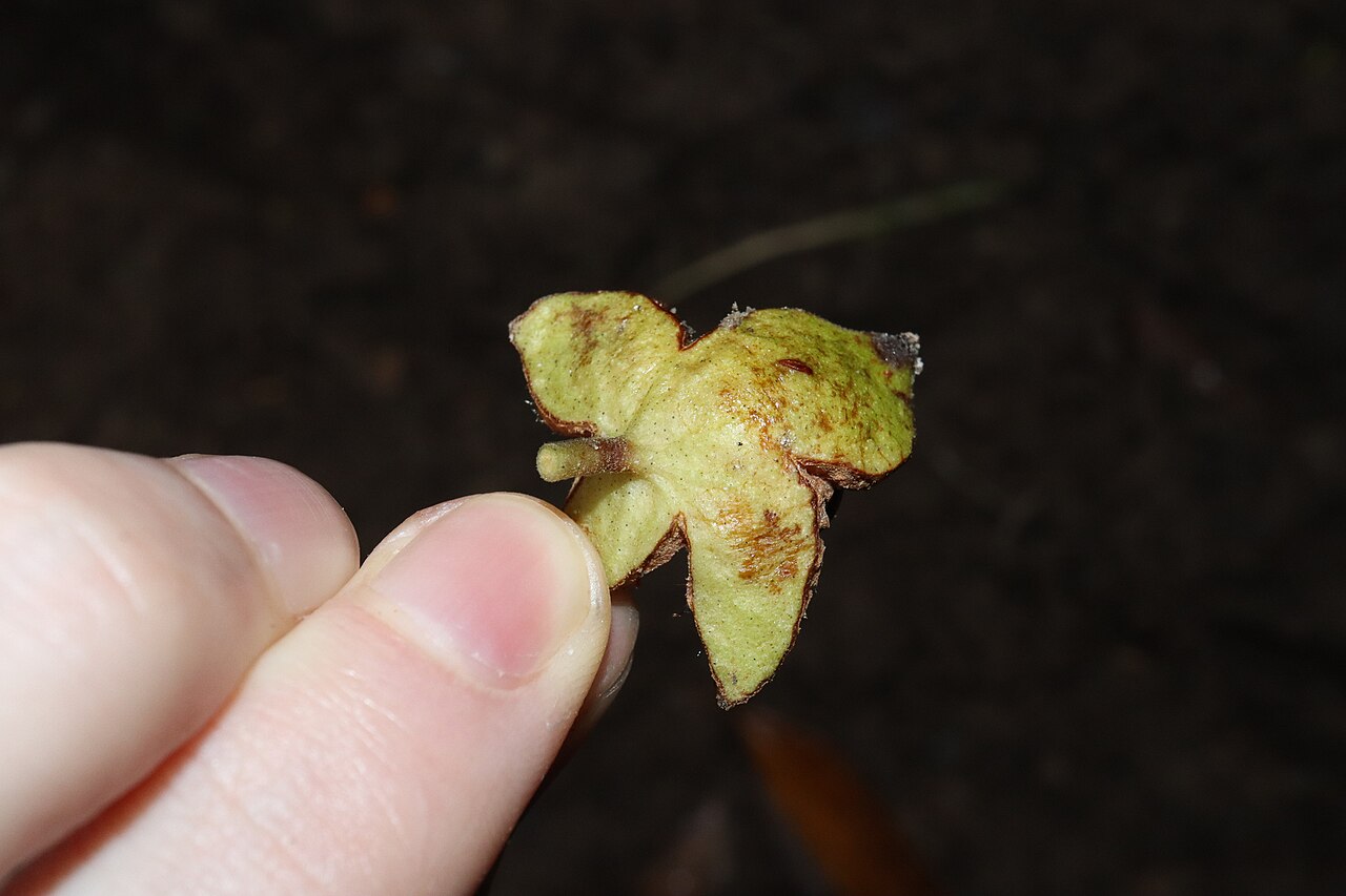 Palmeria racemosa: Anchor vine ( Palmeria racemosa ) in Australia