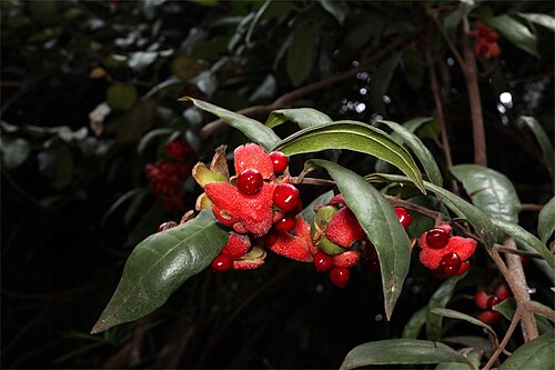 Palmeria racemosa: Fruit of Palmeria racemosa , at Dingo Tops, Tapin Tops National Park, north-west of Taree, New South Wales