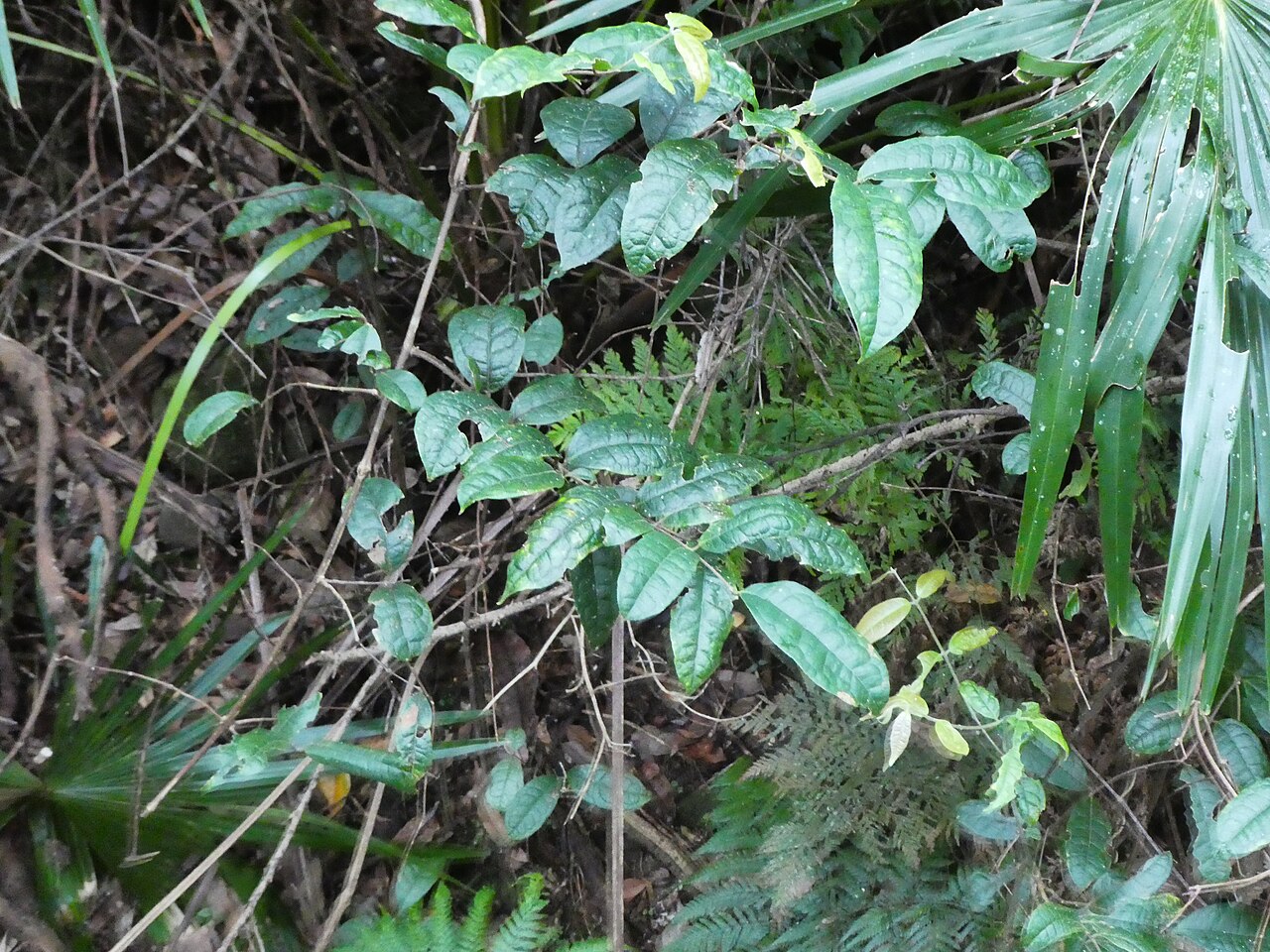 Palmeria racemosa: Palmeria racemosa at Budderoo National Park