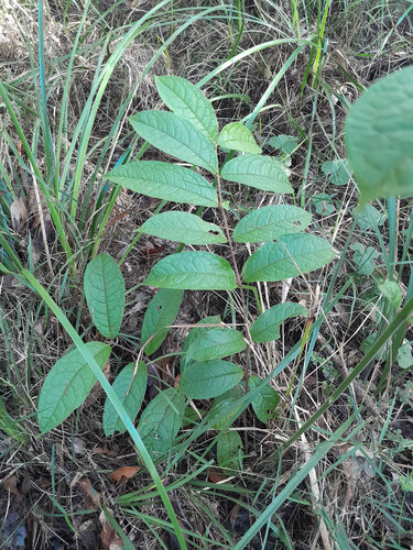 Anchor vine (Palmeria scandens)