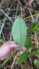 Anchor vine (Palmeria scandens)