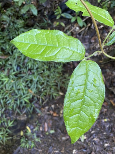 Anchor vine (Palmeria scandens)