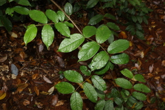 Anchor vine (Palmeria scandens)