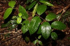Anchor vine (Palmeria scandens)