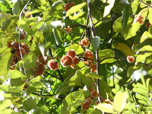 Anchor vine (Palmeria scandens)