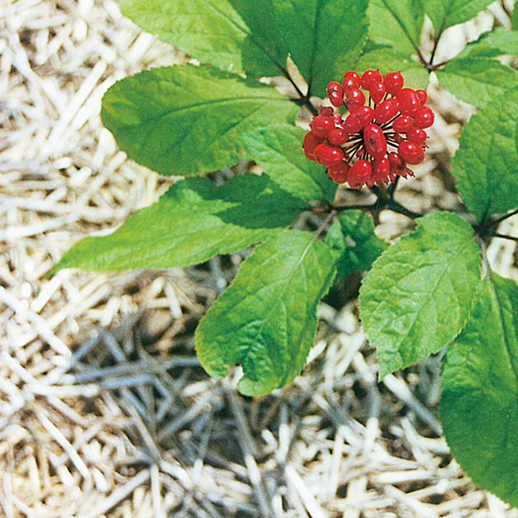 Chinese ginseng: Panax ginseng . Ginsengpflanze.