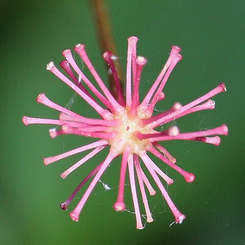 Panax japonicus: Panax japonicus in Mount Shirakusa, Gero, Gifu prefecture, Japan