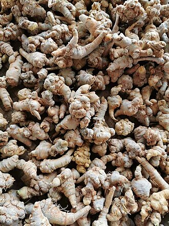 Panax notoginseng: Root, medicinal part. Native to China. Taken in Dongchuan District, Kunming, Yunnan Province, China. 2019.