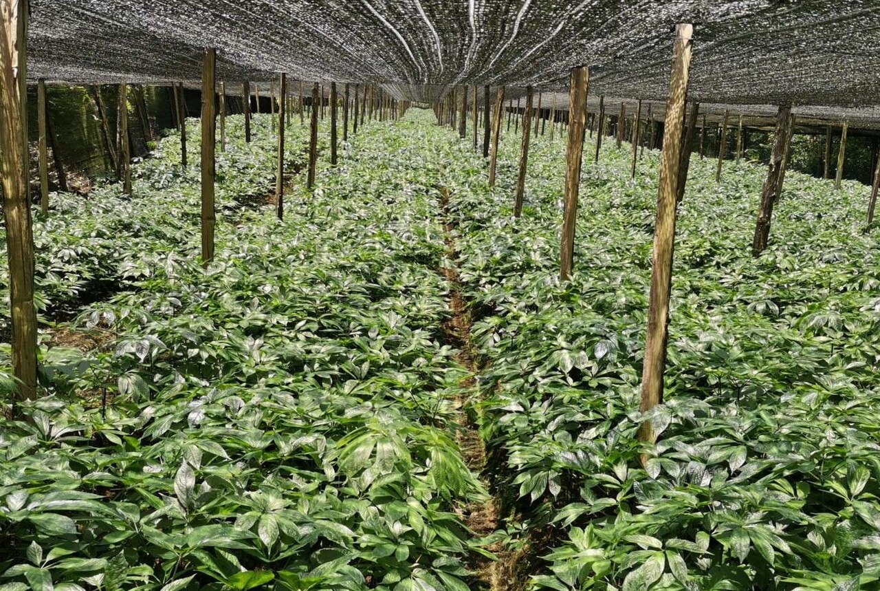 Panax notoginseng: 种植棚中人工种植的三七。拍摄于中国云南省文山州马关县大栗树乡。