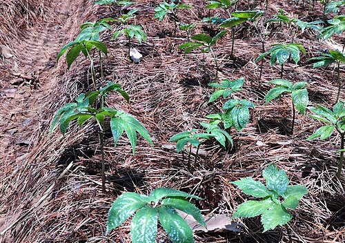 Panax notoginseng: 种植棚中人工种植的三七。拍摄于中国云南省文山州马关县八寨镇。