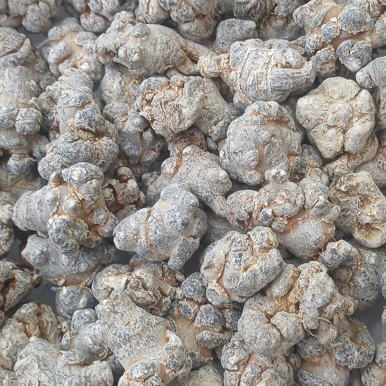 Panax notoginseng: Panax notoginseng