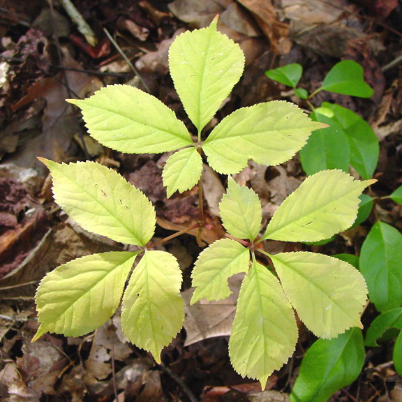American ginseng: Panax quinquefolius L. - American ginseng
