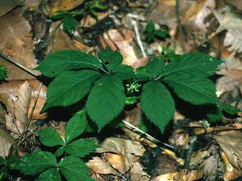 American ginseng: American ginseng ( Panax quinquefolius L.) - Mississippi, United States