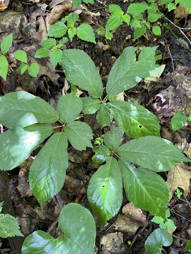 American ginseng (Panax quinquefolius)