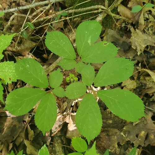 American ginseng (Panax quinquefolius)