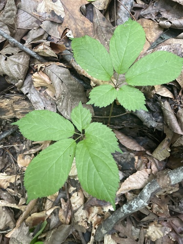 American ginseng (Panax quinquefolius)