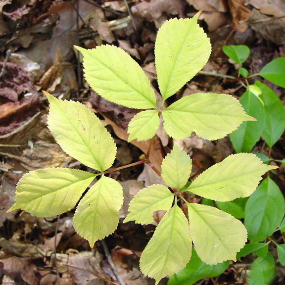 American ginseng: Panax quinquefolius L. - American ginseng