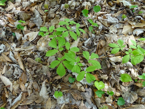 American ginseng (Panax quinquefolius)
