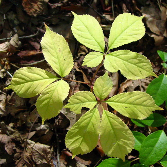 American ginseng: Panax quinquefolius L. - American ginseng