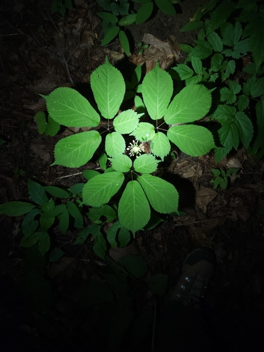 American ginseng (Panax quinquefolius)
