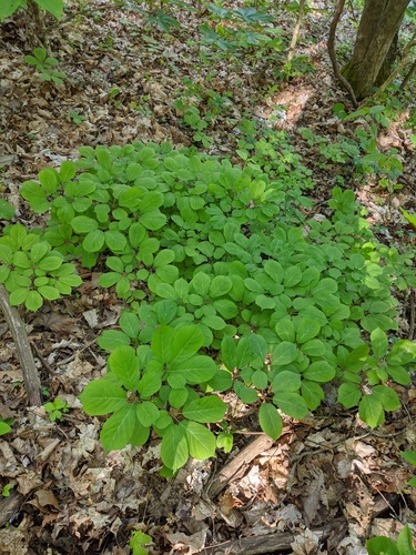 American ginseng (Panax quinquefolius)