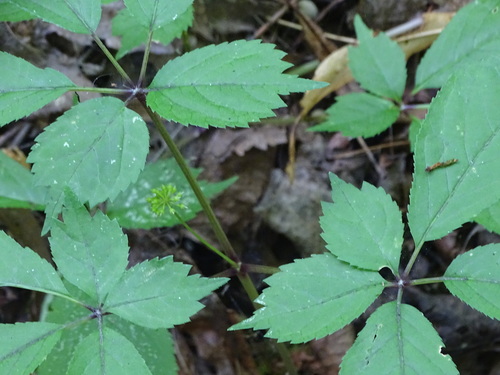 American ginseng (Panax quinquefolius)