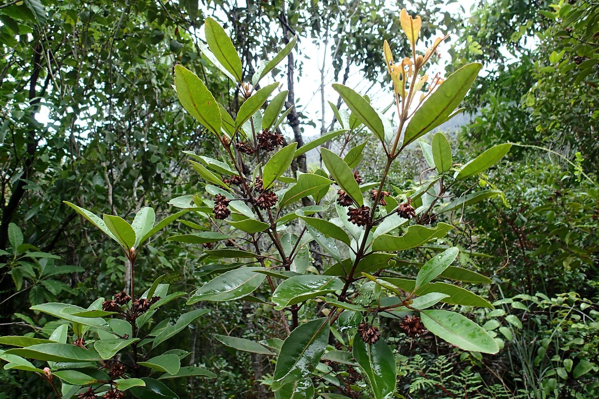 Pancheria ajiearoana (Pancheria ajiearoana)