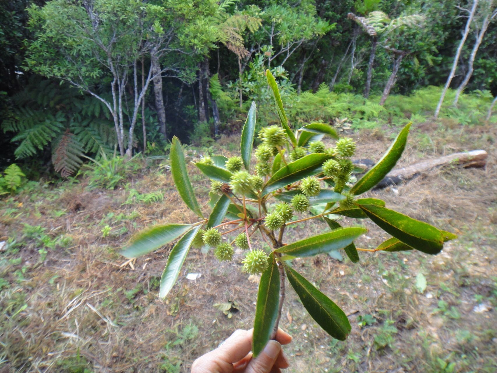 Pancheria beauverdiana (Pancheria beauverdiana)