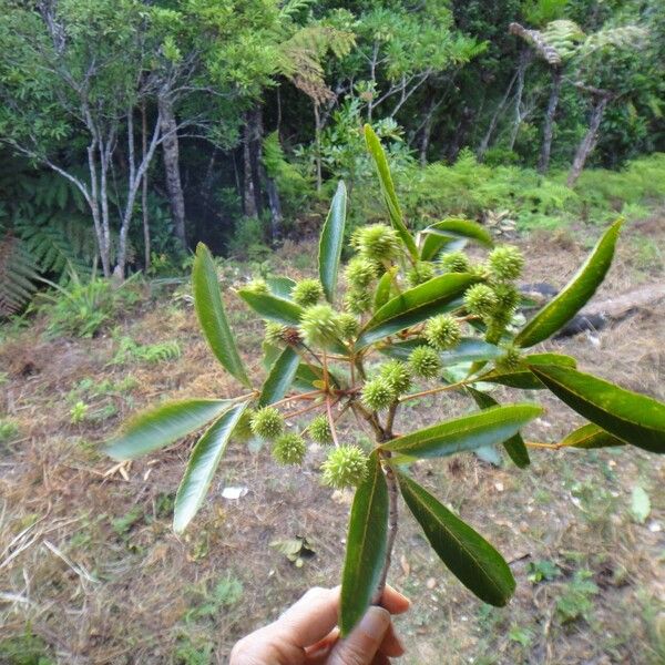 Pancheria beauverdiana (Pancheria beauverdiana)
