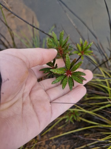 Pancheria elegans (Pancheria elegans)