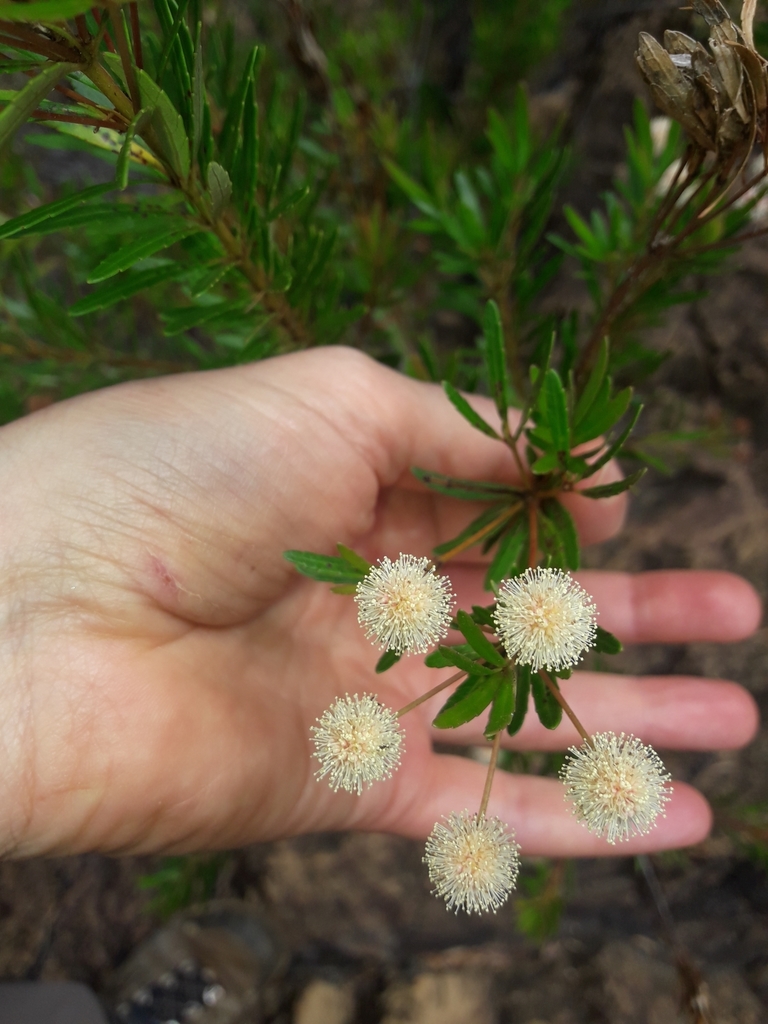 Pancheria elegans (Pancheria elegans)