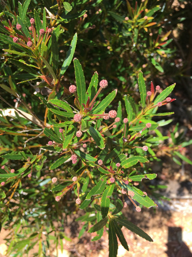 Pancheria elegans (Pancheria elegans)
