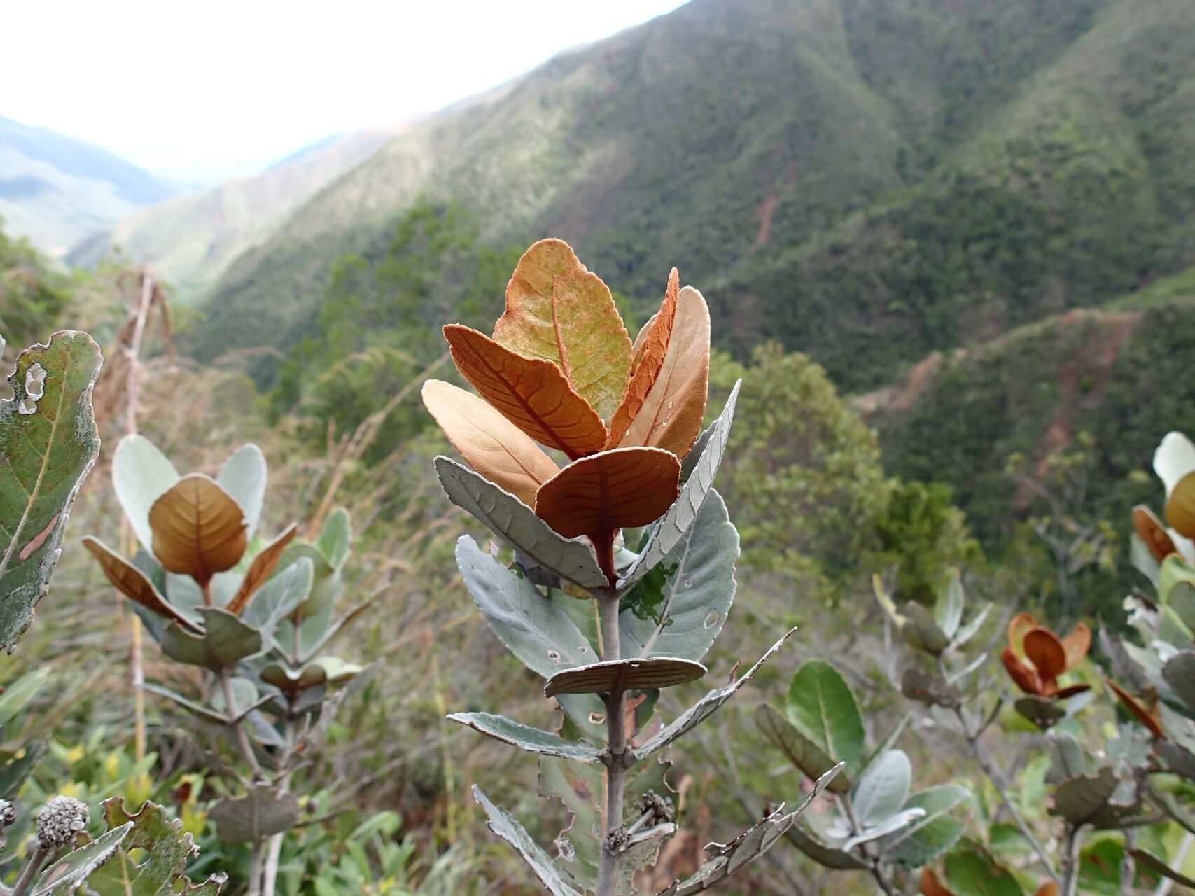 Pancheria ferruginea (Pancheria ferruginea)