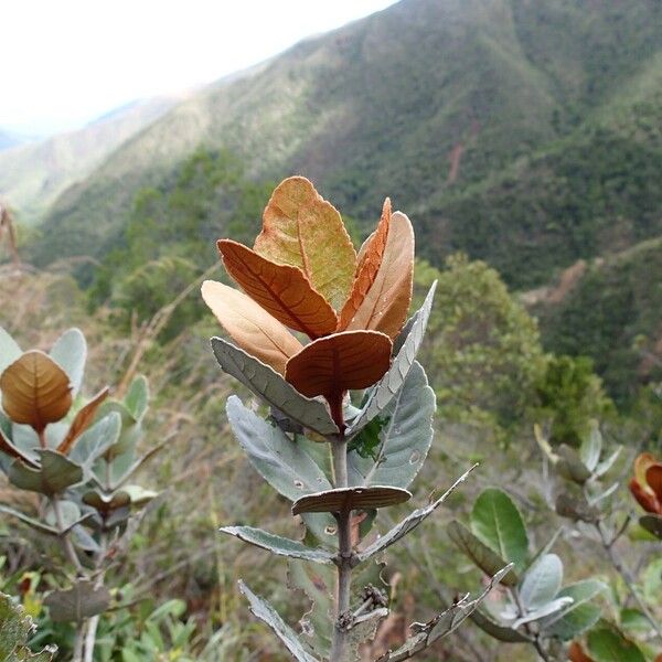 Pancheria ferruginea (Pancheria ferruginea)