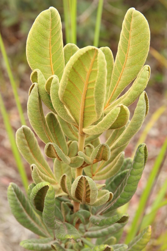Pancheria hirsuta (Pancheria hirsuta)