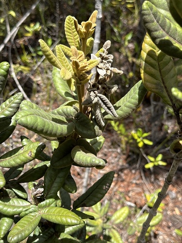 Pancheria hirsuta (Pancheria hirsuta)