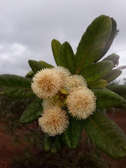 Pancheria hirsuta (Pancheria hirsuta)