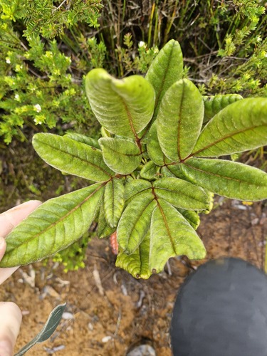 Pancheria hirsuta (Pancheria hirsuta)