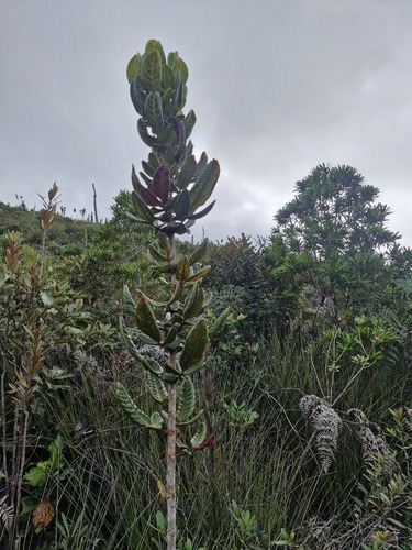 Pancheria hirsuta (Pancheria hirsuta)