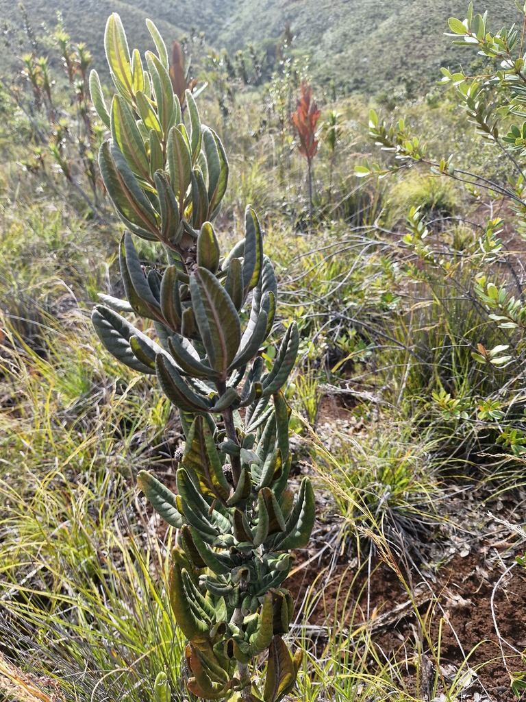 Pancheria hirsuta (Pancheria hirsuta)