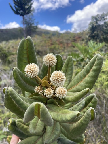 Pancheria hirsuta (Pancheria hirsuta)
