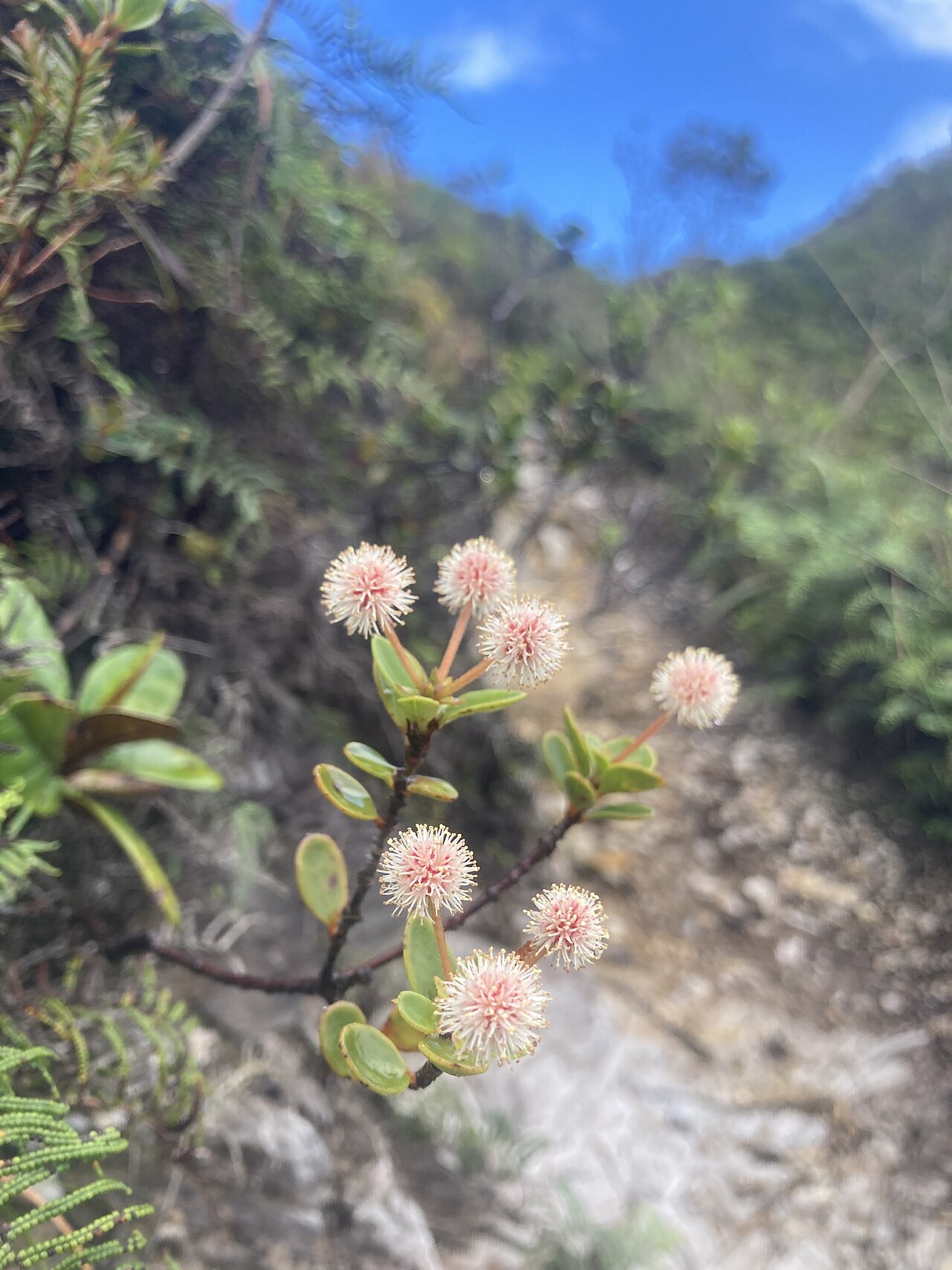 Pancheria minima: Pancheria minima in Hienghène, Nord, New Caledonia