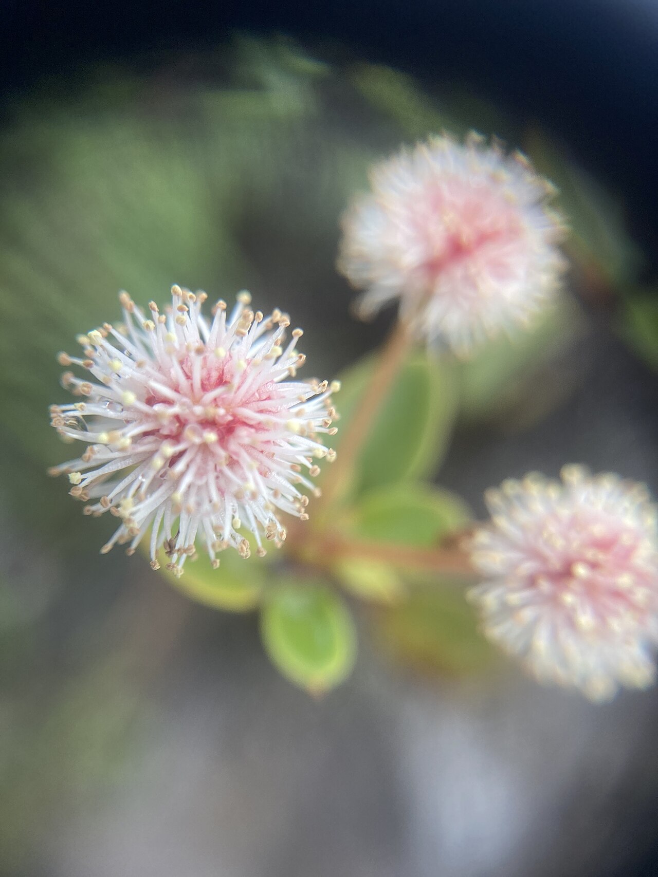 Pancheria minima: Pancheria minima in Hienghène, Nord, New Caledonia
