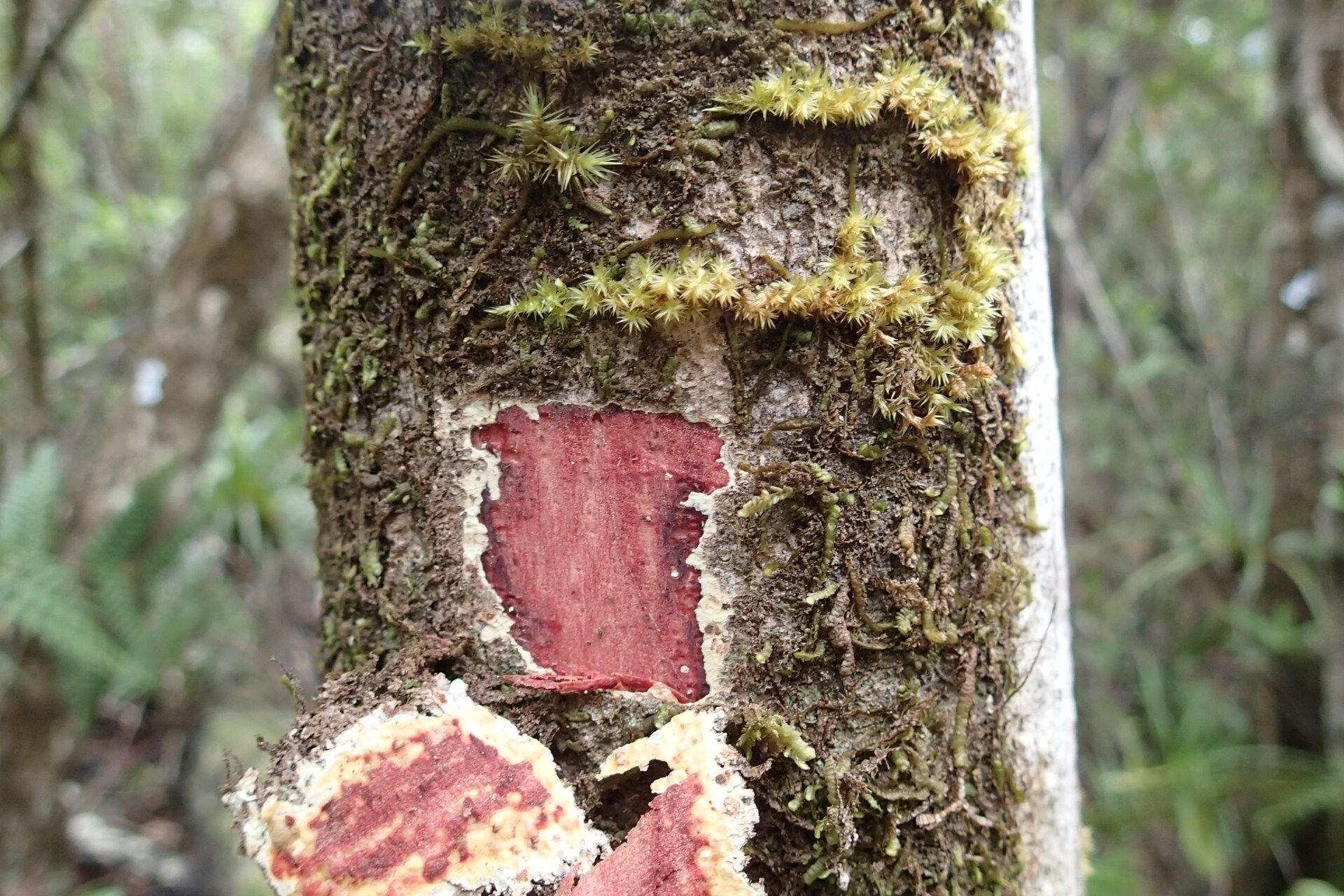 Pancheria reticulata (Pancheria reticulata)