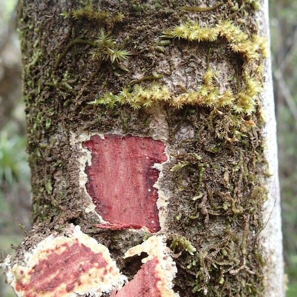 Pancheria reticulata (Pancheria reticulata)